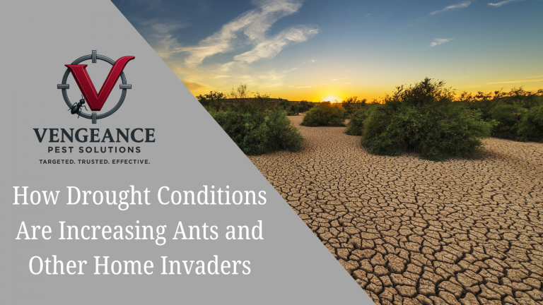 How Drought Conditions Are Increasing Ants and Other Home Invaders